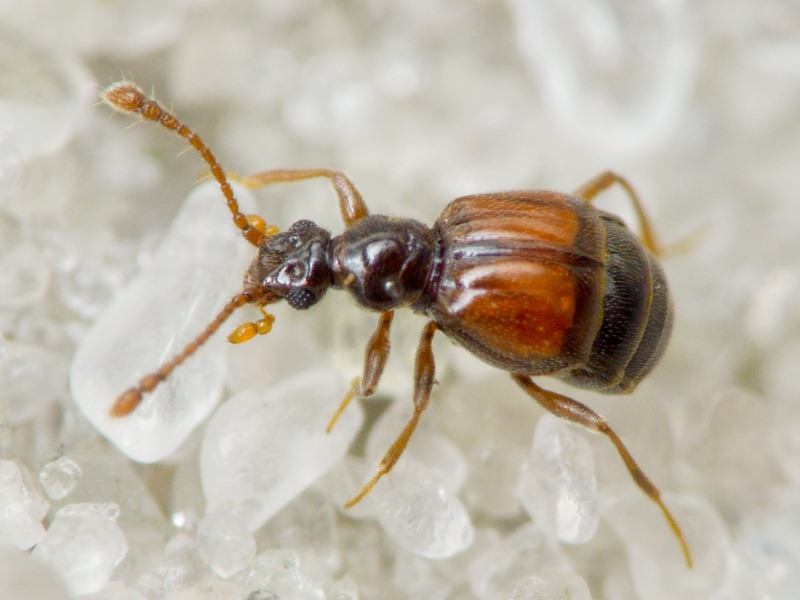 Rybaxis longicornis (Leach, 1817)